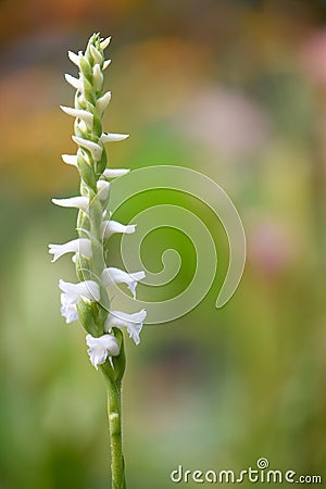 Nodding lady’s tresses Spiranthes cernua, fragrant white inflorescence Stock Photo